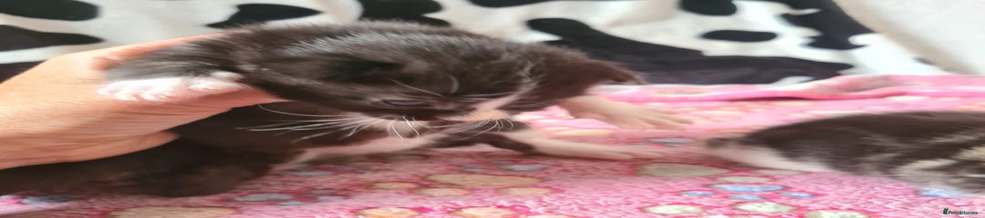 Mixed Breed Kitten 4