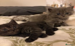 British Shorthair cats for sale: 5 British Chinchilla Shorthair Mix Kittens - Image 7