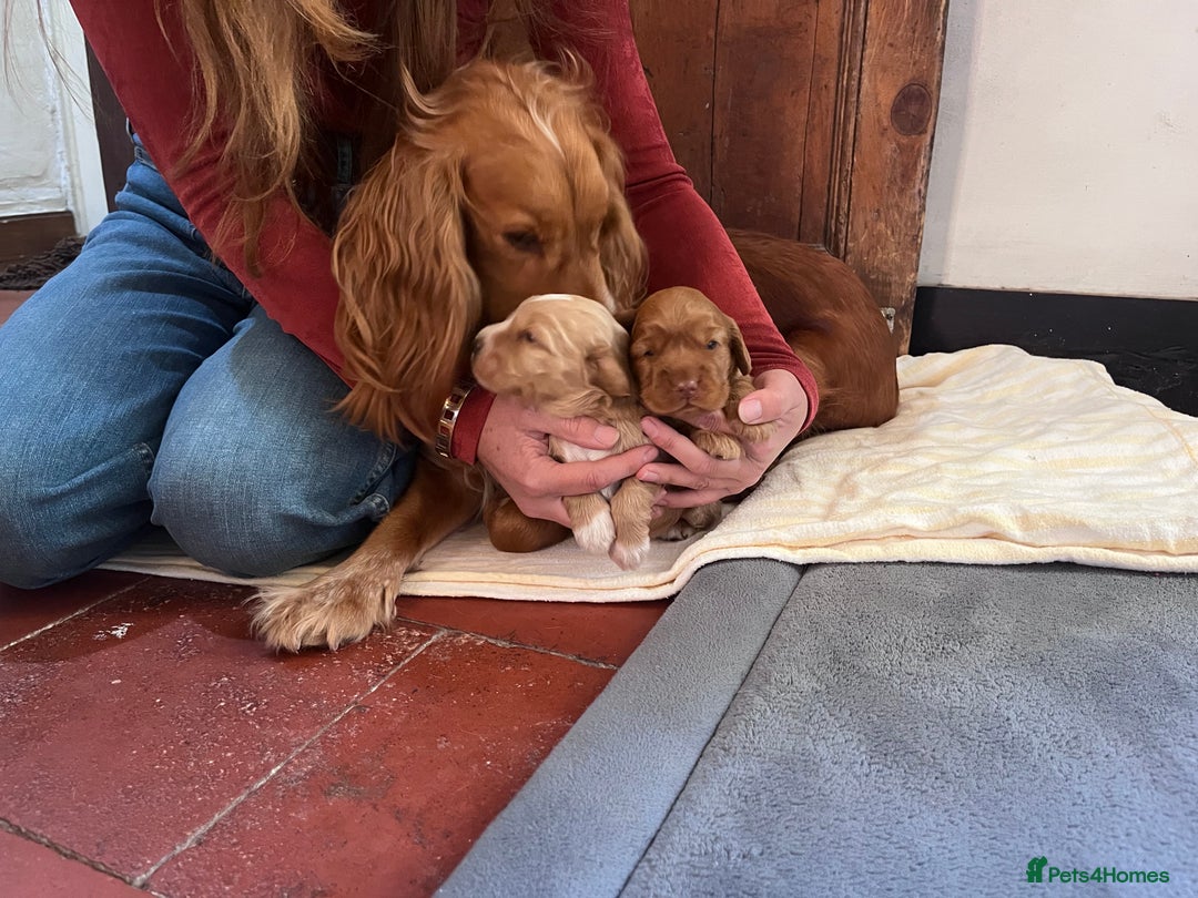 Cocker Spaniel dogs for sale: KC registered Health tested Show cocker spaniels - Advert 4