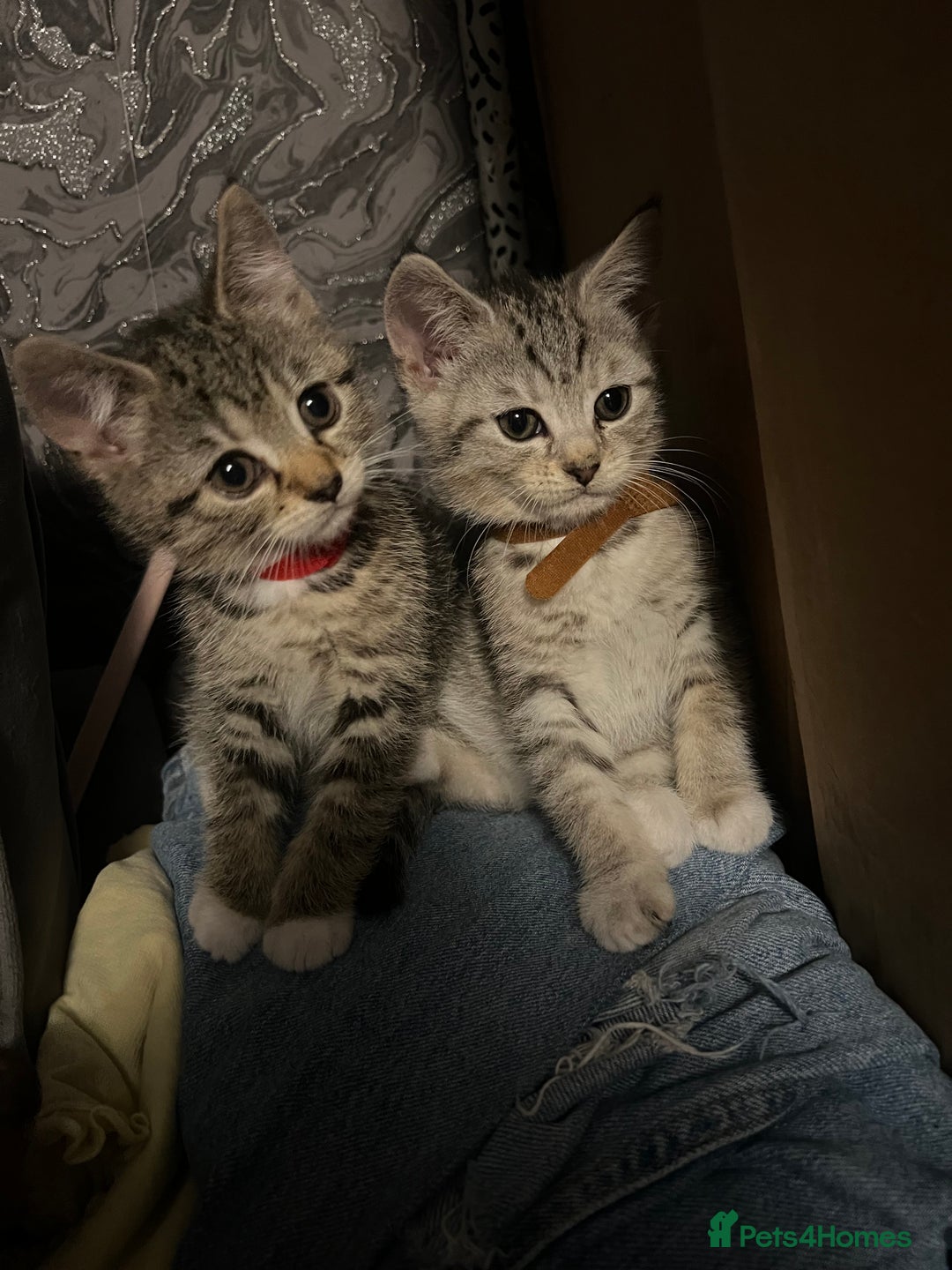 Mixed Breed cats for sale: Kittens  - Image 9