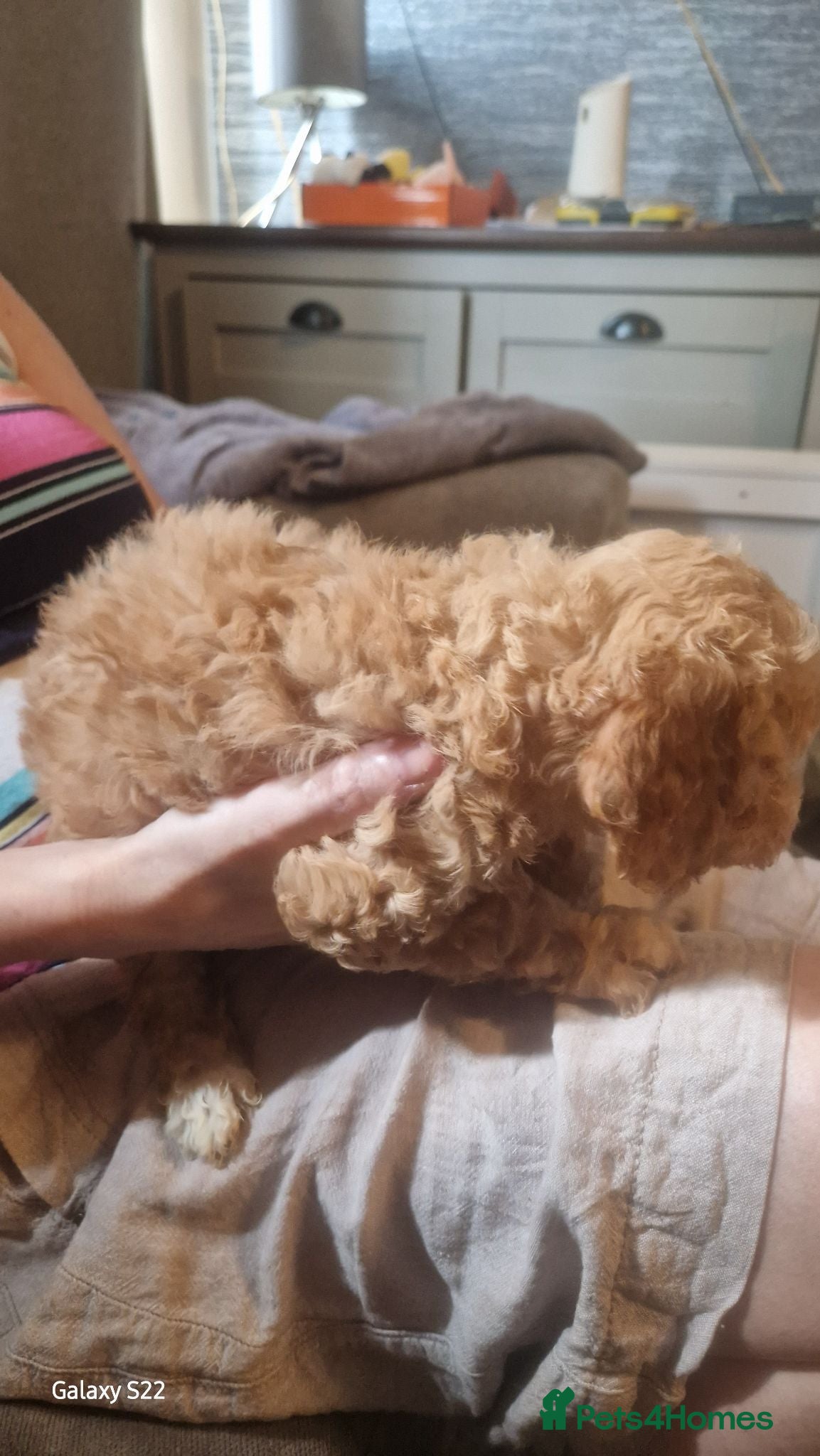 Cockapoo dogs 2 boys available  - Advert 1