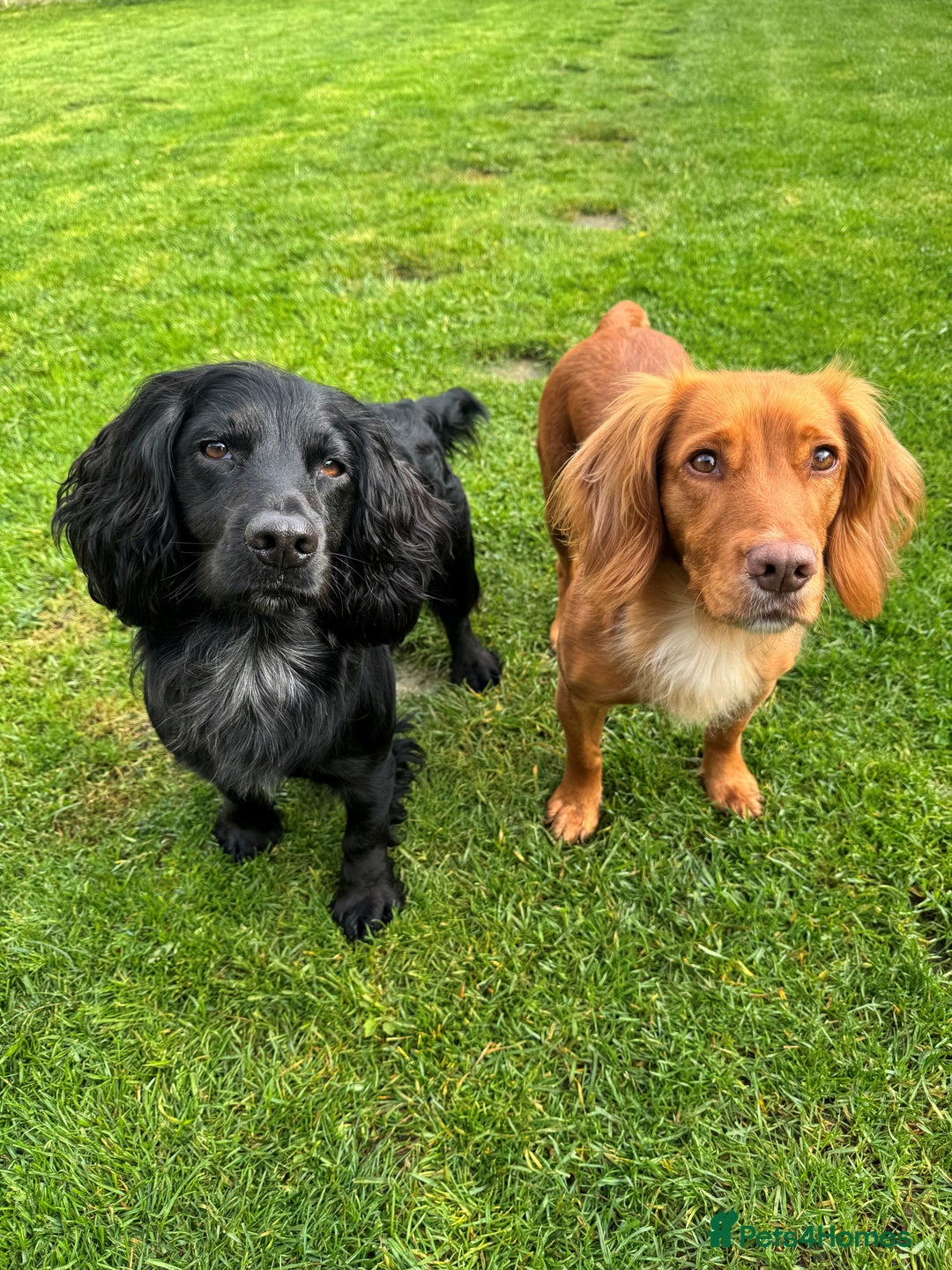 Cocker Spaniel dogs for sale: Working cocker spaniel puppies - Image 3