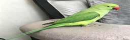 Parrots birds for sale: Baby tamed ring neck talking parrot  - Advert 4