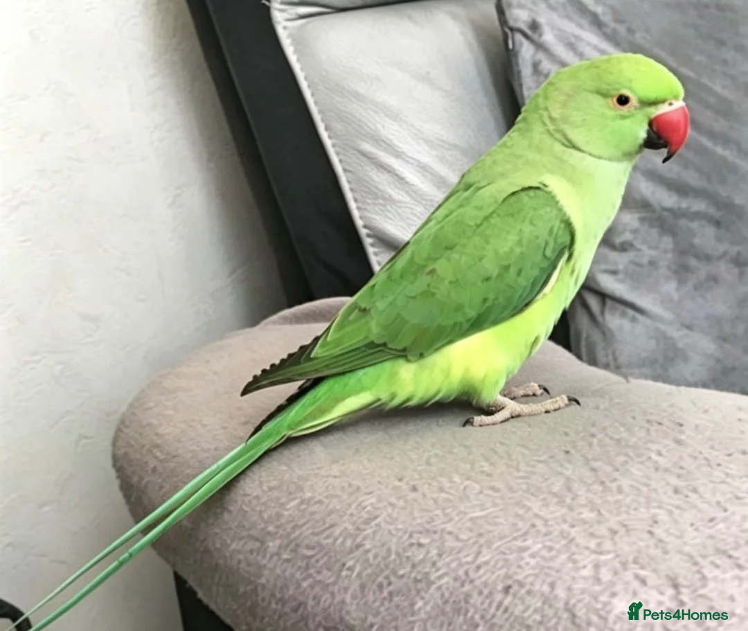 Parrots birds for sale: Baby tamed ring neck talking parrot  - Advert 4