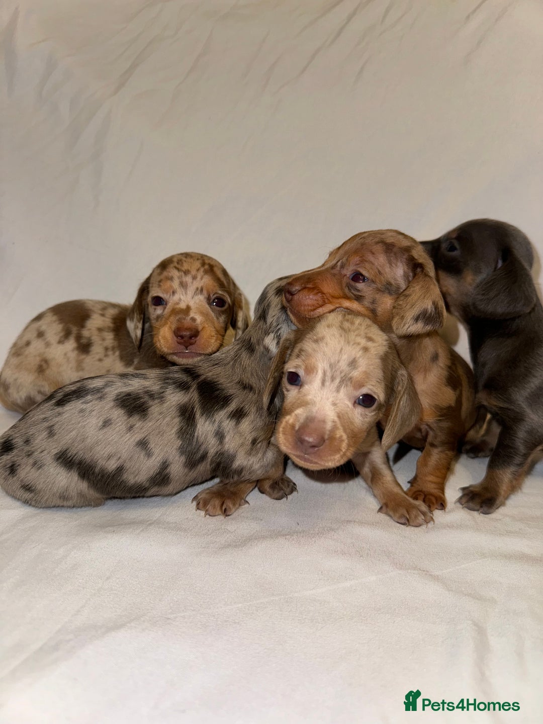 Miniature Dachshund dogs for sale: Miniature Dachshunds Available - Advert 3