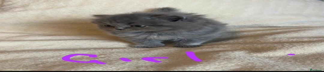 British Longhair Kitten 4