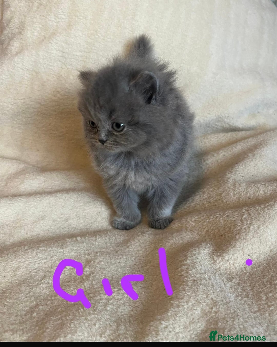 British Shorthair cats for sale: Gorgeous health tested British Blue short/longhair - Image 4