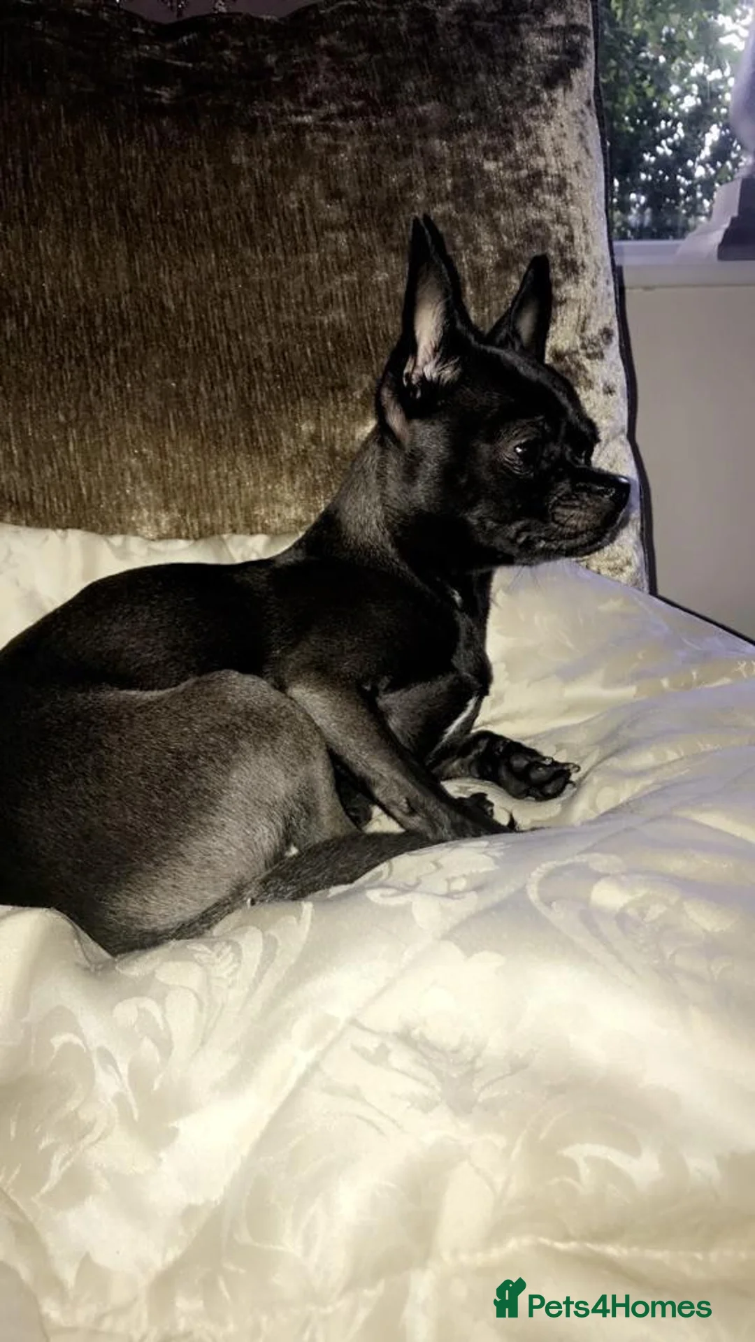 Chiweenie dogs for sale: 🐾 Beautiful Chiweenie puppies ready 04/09 - Advert 14