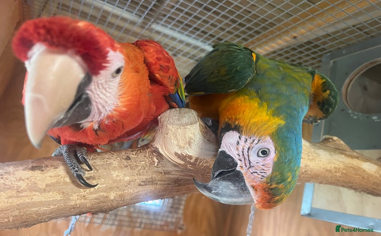 Parrots birds - Advert 1