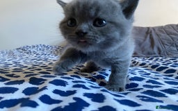 Scottish Fold cats for sale: Scottish Fold kittens for sale 3 Girls 2 Boys  - Advert 11