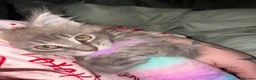 Maine Coon cats for sale: Beautiful Maine Coon looking for the perfect home. in Ardrossan - Advert 5