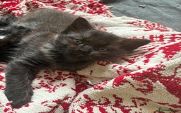 Mixed Breed cats for sale: Mixed rag doll  - Image 2