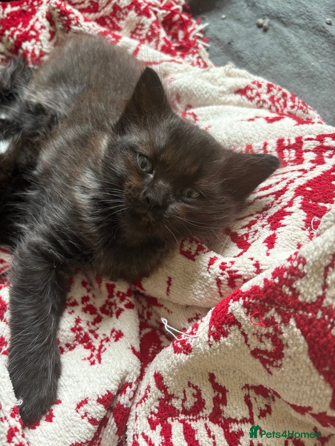 Mixed Breed cats for sale: Mixed rag doll  - Image 2