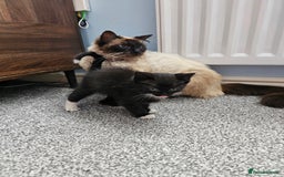 Ragdoll cats for sale: Adorable 9 Week Old Kittens - Litter Trained - Image 19