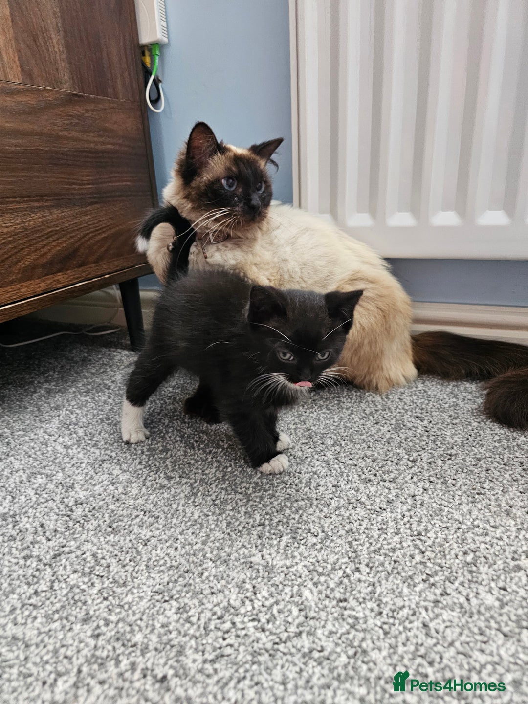 Ragdoll cats for sale: Adorable 9 Week Old Kittens - Litter Trained - Image 19