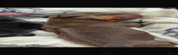 Miniature Dachshund dogs for sale: Miniature Dashounds  - Advert 17