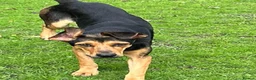 Mixed Breed dogs for adoption: Moca needs a loving home  - Advert 12