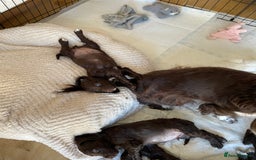 Cocker Spaniel dogs for sale: Adorable working cocker spaniel puppies  - Image 12