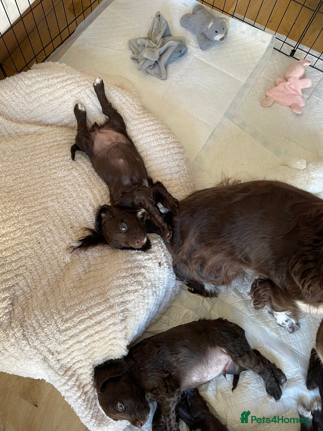 Cocker Spaniel dogs for sale: Adorable working cocker spaniel puppies  - Image 12