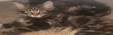 Maine Coon Kitten 2