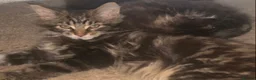 Maine Coon cats for sale: Maine coon kittens for sale  - Advert 12