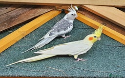 Cockatiels birds for sale: Pair of cockatiels. Female lutino, male grey pearl - Image 2