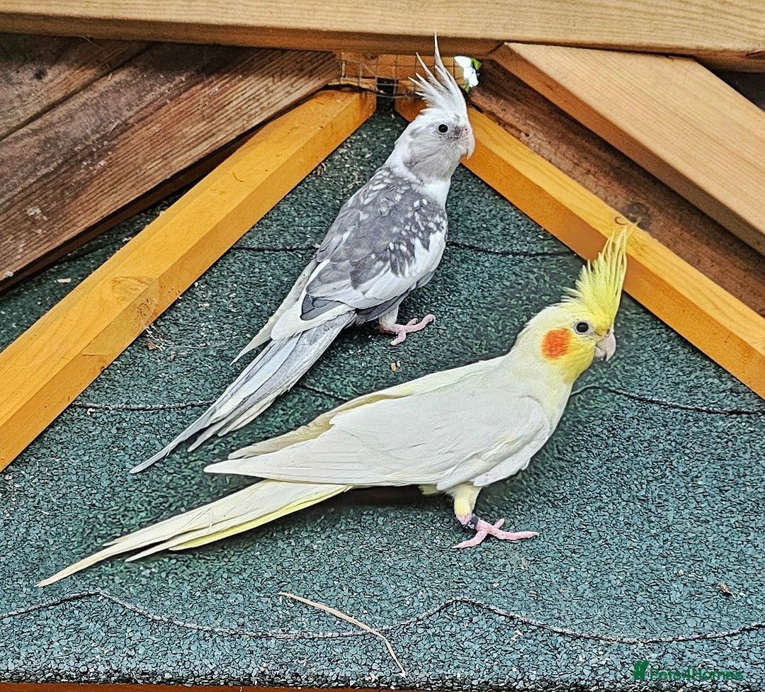 Cockatiels birds for sale: Pair of cockatiels. Female lutino, male grey pearl - Image 2