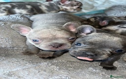 French Bulldog dogs for sale: Tri-colour Blue Merle Frenchie pups - Image 26