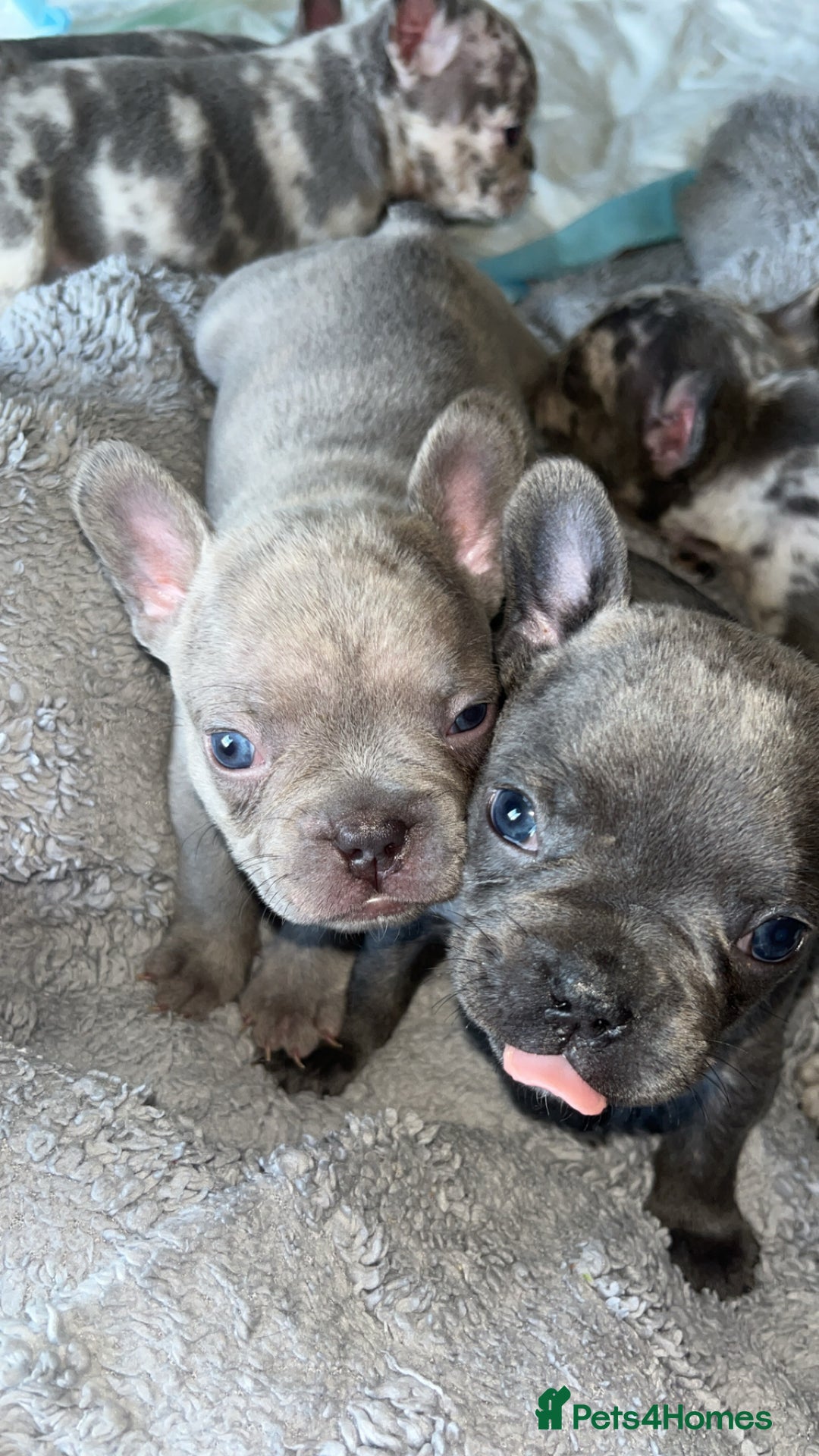 French Bulldog dogs for sale: Tri-colour Blue Merle Frenchie pups - Image 26