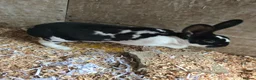 Rex rabbits for sale: Neutered Mini Rex Male Rabbit 18m old in Macclesfield - Advert 2