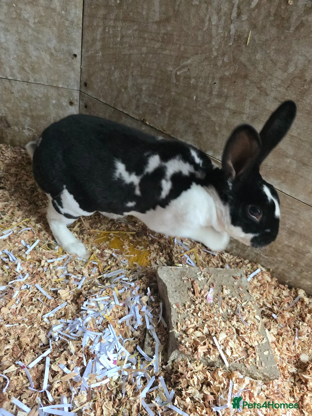 Rex rabbits for sale: Neutered Mini Rex Male Rabbit 18m old in Macclesfield - Advert 2
