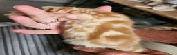 Mixed Breed cats for sale: Ginger kitten female - Advert 3