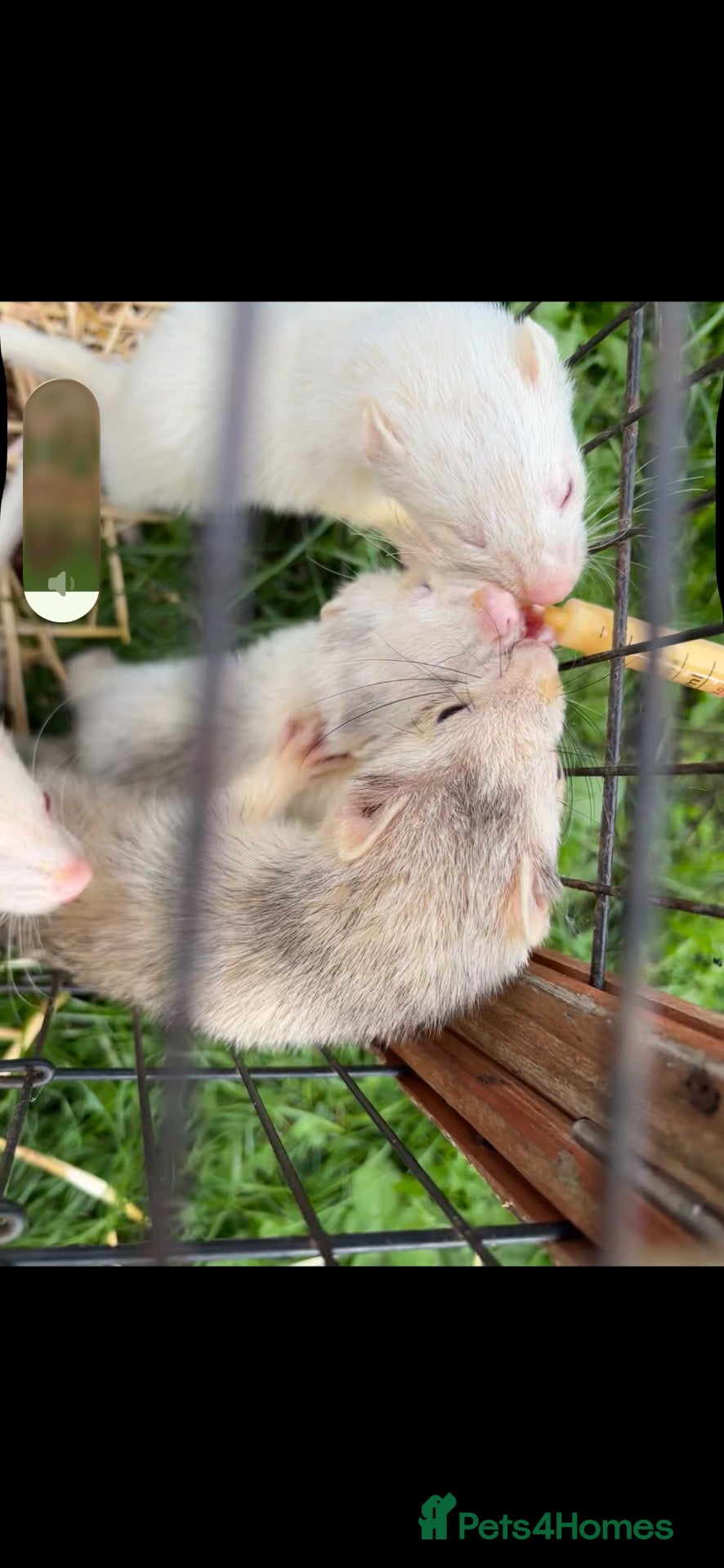 Ferret rodents kits 👀🏡 - Advert 1