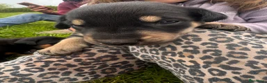 Huntaway Puppy 3