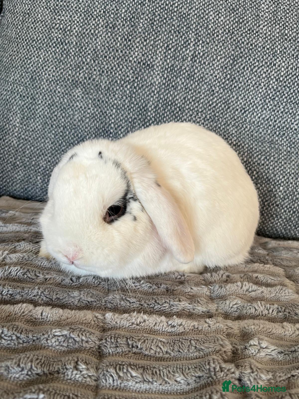 Mini Lop rabbits for sale: Mini lop buck - Advert 15