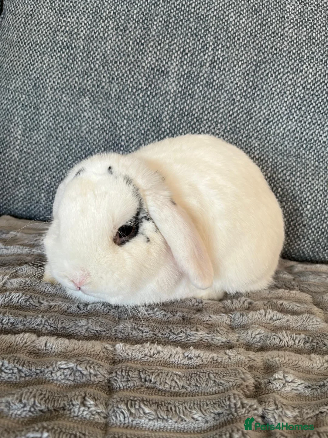 Mini Lop rabbits for sale: Mini lop buck - Advert 1