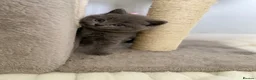 British Shorthair cats for sale: Pure British shorthair kittens Genetically tested - Advert 16