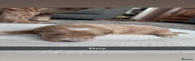 Cockapoo 4