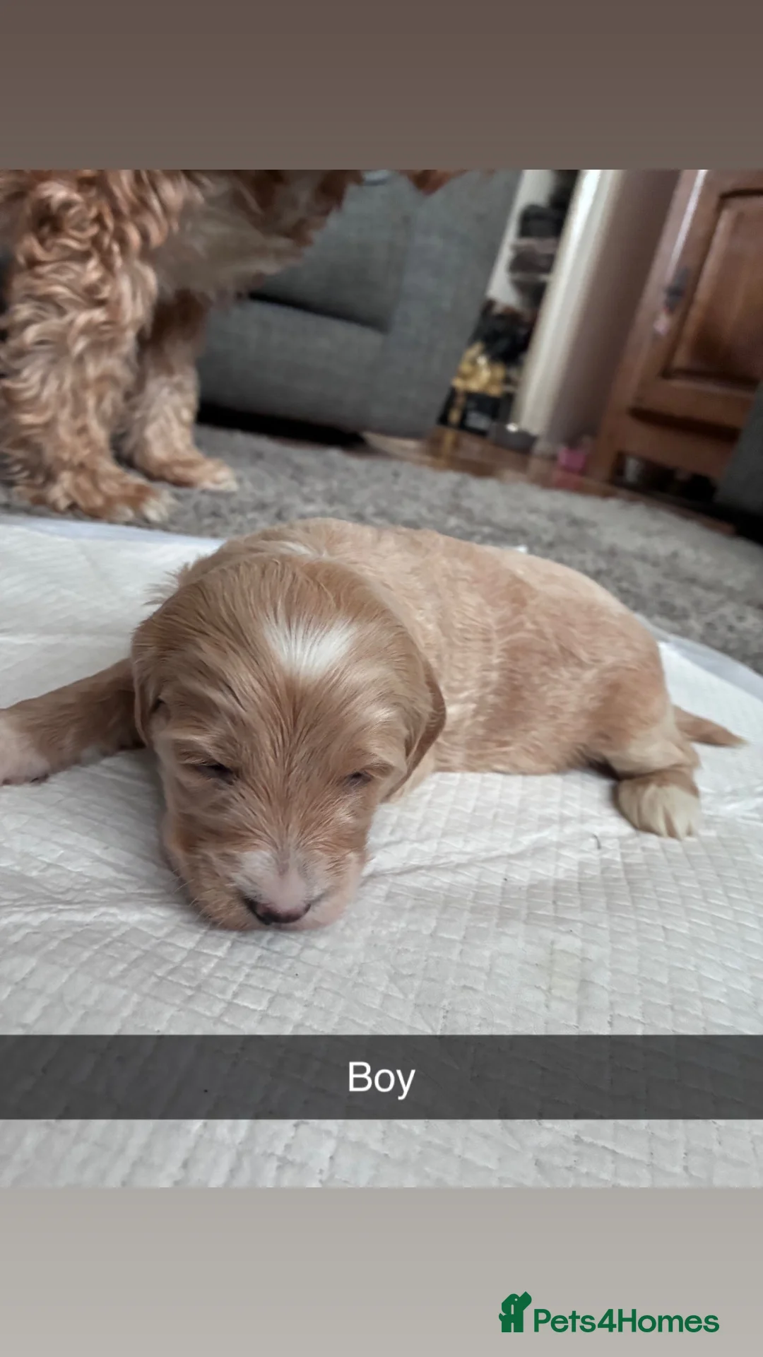 Cockapoo dogs for sale: Stunning CockaPoo puppies  in Aldershot - Advert 2