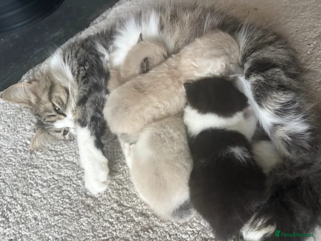 Mixed Breed cats for sale: Four mix breed kittens - Advert 1