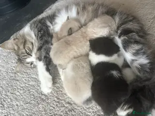 Mixed Breed cats Four mix breed kittens - Advert 1