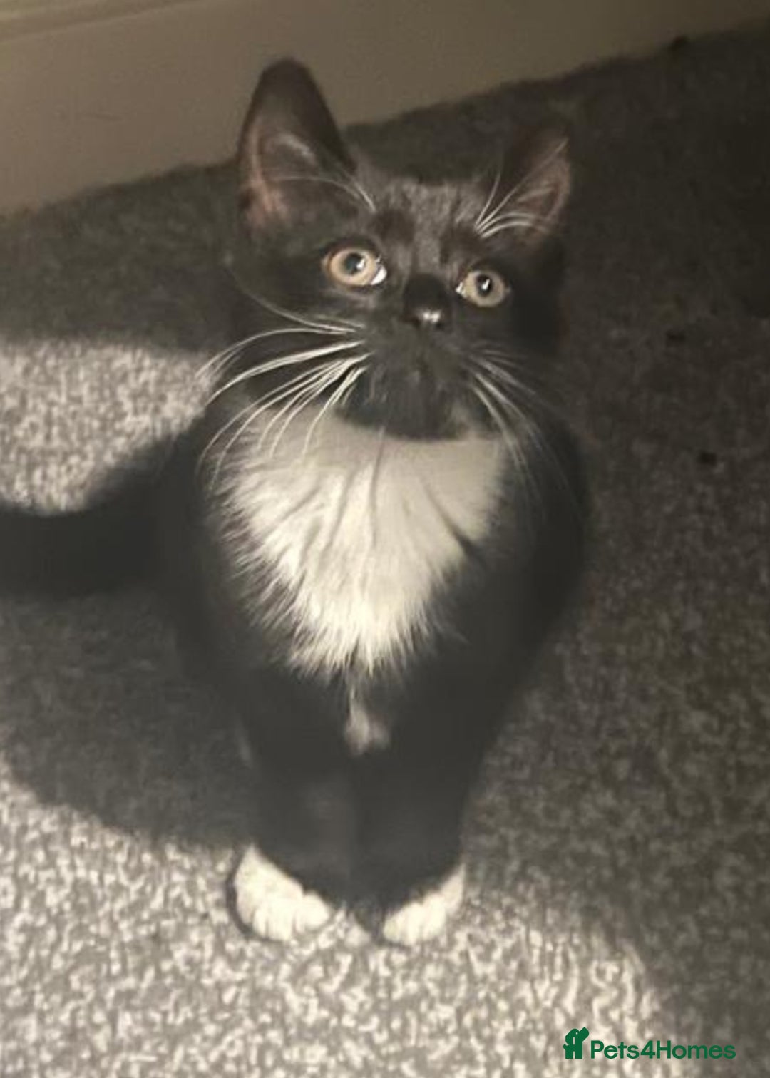 Mixed Breed cats for sale: Kittens - Advert 3