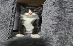 Mixed Breed cats for sale:  3 Adorable Kittens Ready for Their Forever Homes - Image 10