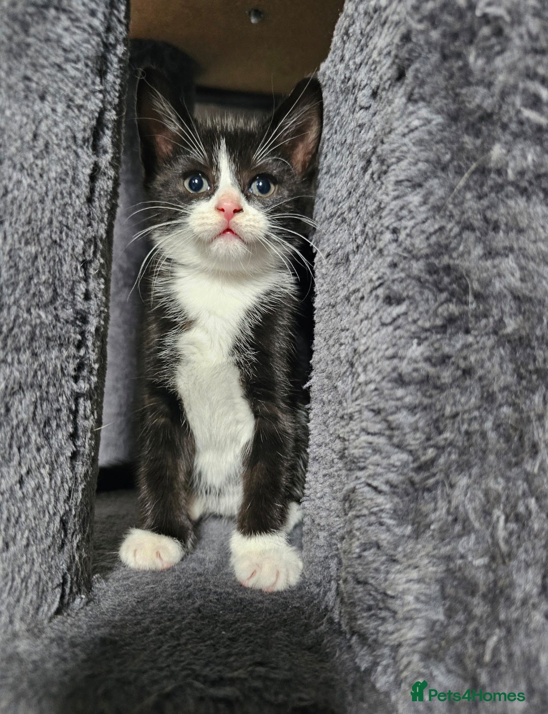 Mixed Breed cats for sale:  3 Adorable Kittens Ready for Their Forever Homes - Image 10