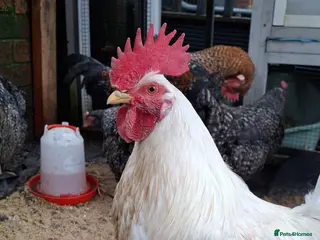 Chickens poultry Cockerel - Advert 8