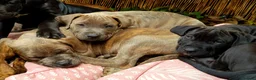 Mixed Breed dogs for sale: Beautiful Cane Corso / Bullmastiff Puppies  - Advert 3