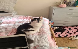 British Longhair cats for sale: Ready for their forever homes!! - Image 14