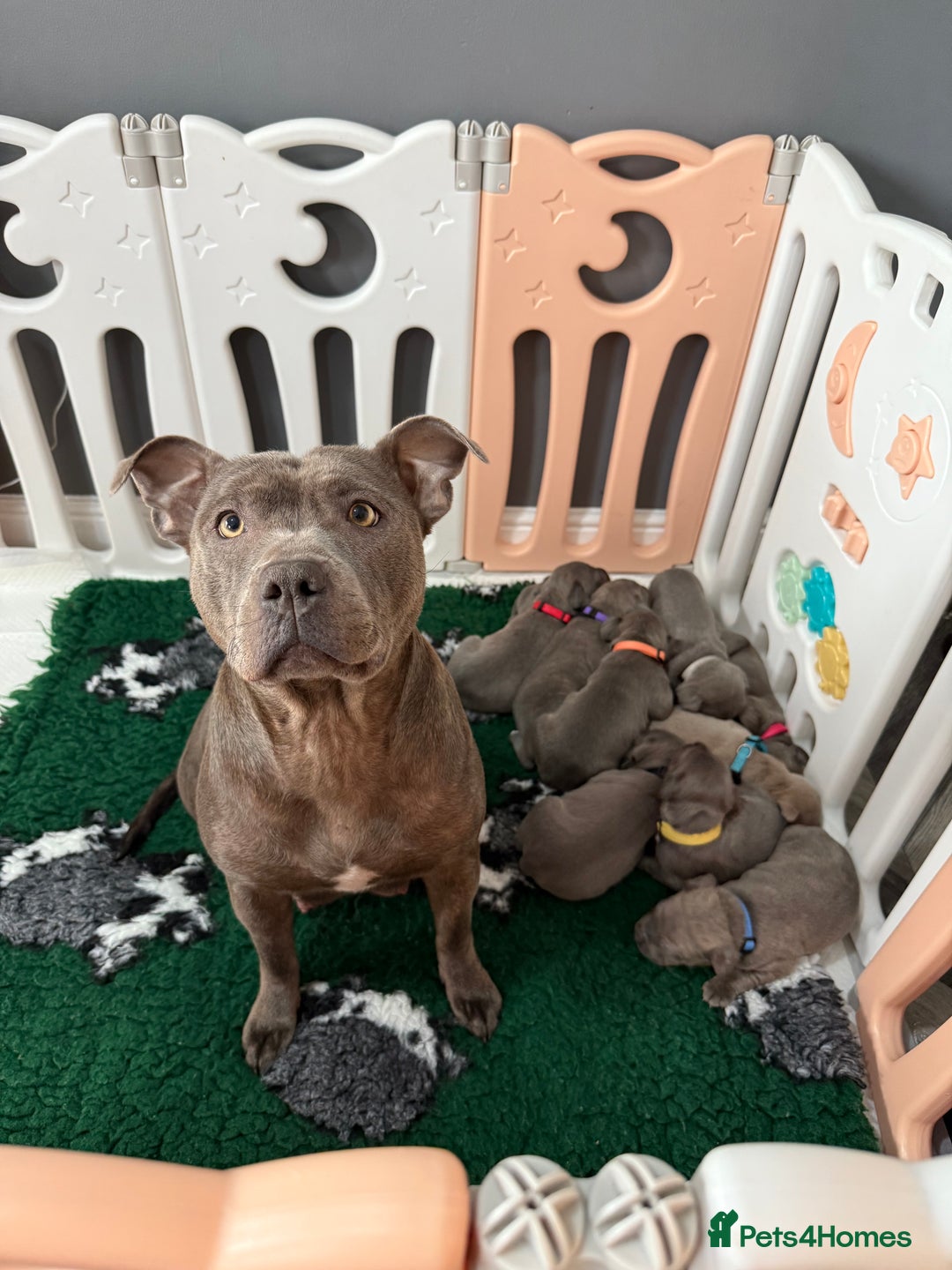 Mixed Breed dogs for sale: staffy x cane corso  - Image 20