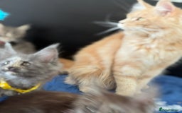 Maine Coon cats for sale: Pedigree MainCoon Kittens  - Image 5