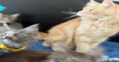 Maine Coon cats - Advert 1